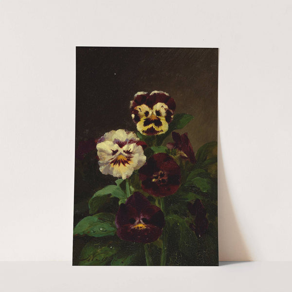 Pansies by John Williamson
