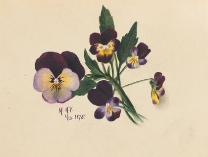 Large White Trillium (Trillium grandiflorum) (1923)