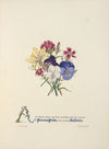 Pansies, pinks and daffodils