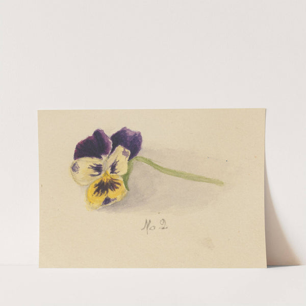Pansy (1872) by Mary Vaux Walcott