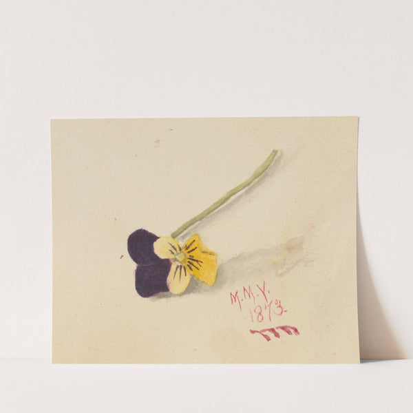 Pansy (1873) by Mary Vaux Walcott