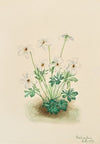 Aster (Aster hirariifolius) (1923)