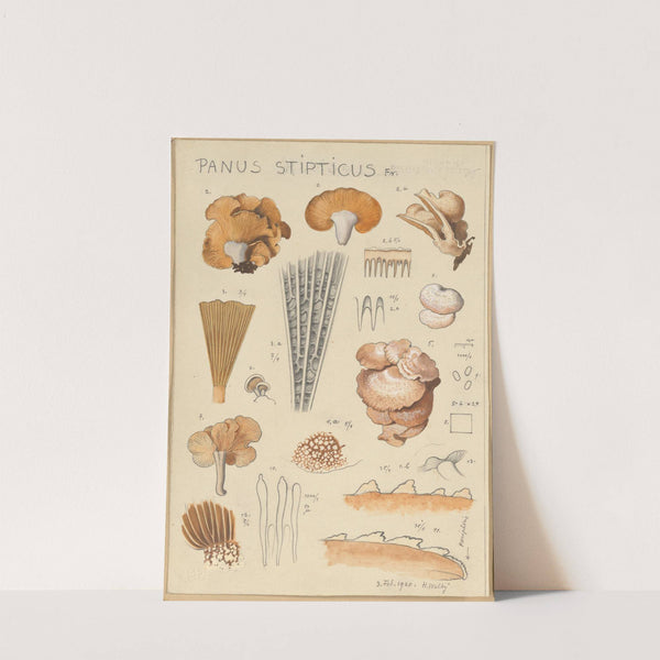 Panus stipticus (1915-1945) by Hans Walty