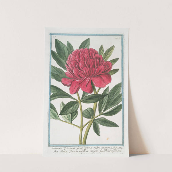 Paoenia foemina flore pleno rubro mojore - Peonia femina col. Fiore dopio - Pivoine femelle. (Peony) by Giorgio Bonelli