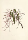 Papala (1885)