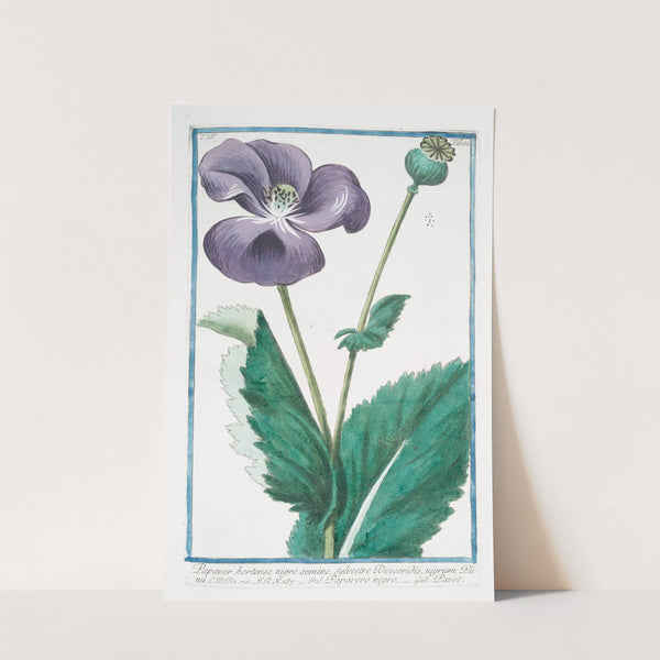 Papaver hortense nigro semine, sylvestre Discoridis, nigrum Plnii - Papavero negro. (Poppy) by Giorgio Bonelli