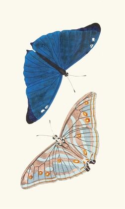 Papilio Adonis