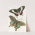 Papilio Ascanius, Pap Paris by James Duncan