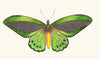 Papilio priamus
