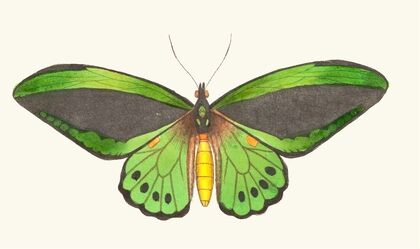 Papilio priamus