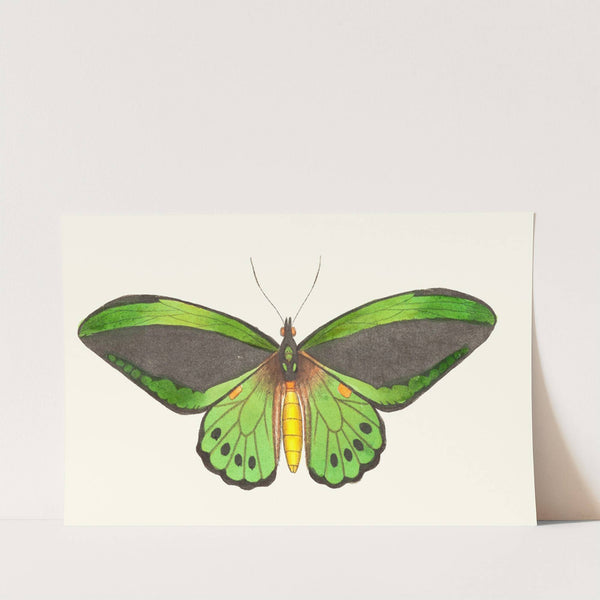 Papilio priamus by George Shaw