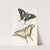 Papilio Protesilaus, Pap Sinon by James Duncan