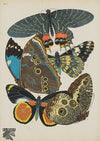 Papillons Pl.02