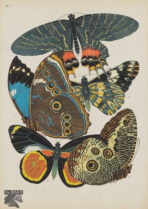 Papillons Pl.02