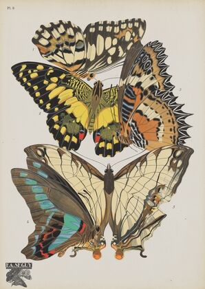 Papillons Pl.09