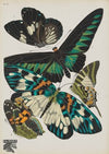 Papillons Pl.10