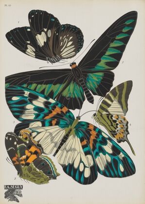 Papillons Pl.10