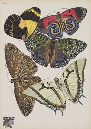 Papillons Pl.12