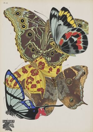 Papillons Pl.15