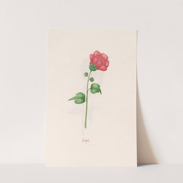 Pappel (1692) by Magdelena Rosina Funck