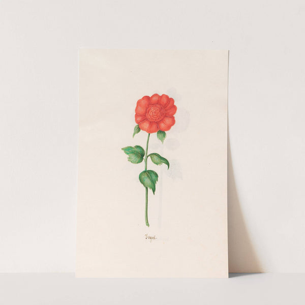 Pappel (1692) by Magdelena Rosina Funck