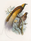 Paradisea apoda