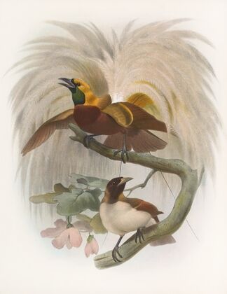 Paradisea minor