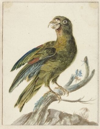 Parakeet
