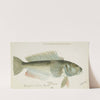 Parapercis colias (1871) by Frank Edward Clarke
