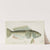 Parapercis colias (1871) by Frank Edward Clarke