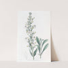 Parched Pentstemon by Sydenham Edwards