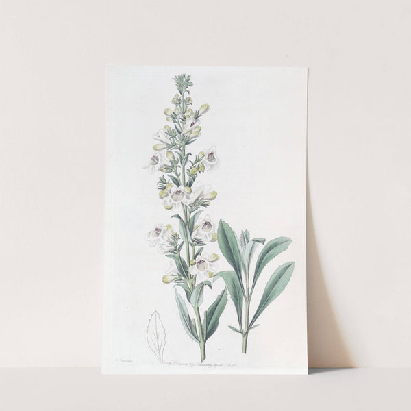 Parched Pentstemon by Sydenham Edwards