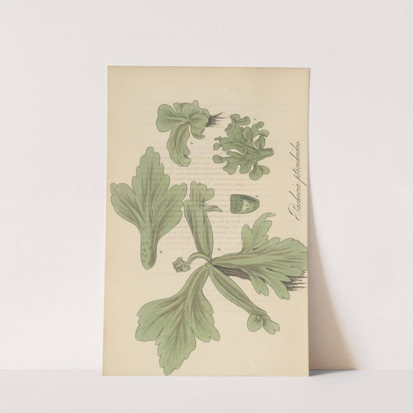 Parkeria pteridoides. by William Jackson Hooker