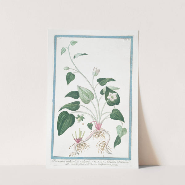 Parnassia palustris, et vulgaris - Gramen Parnassi albo simplici flore - Gramicia di Parnaso. (Northern grass of Parnassus) by Giorgio Bonelli