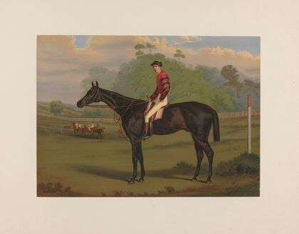 Parole; Brown Gelding