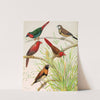 Parrot Finch, Bicheno&#039;s Finch, Australian Crimson Finch, Chestnut Breasted Finch by W. A . Blakston