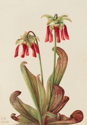 Parrot Pitcherplant (Sarracenia psittacina) (1925)