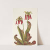 Parrot Pitcherplant. Sarracenia psittacina (1925) by Mary Vaux Walcott