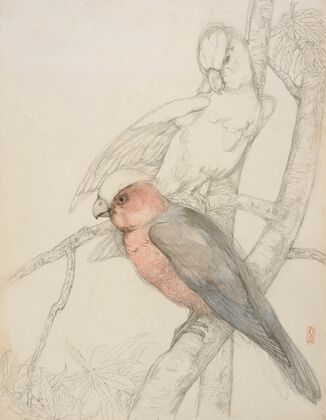 Parrots