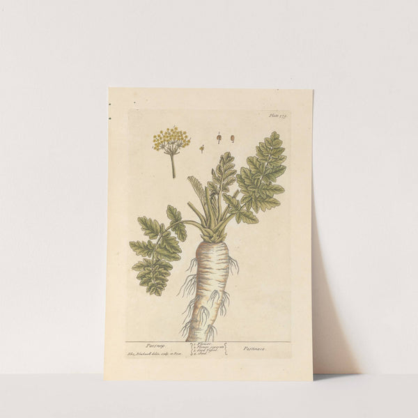 Parsnep (1739) by Elizabeth Blackwell