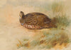 Partridge (1933)