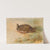 Partridge (1933) by Archibald Thorburn
