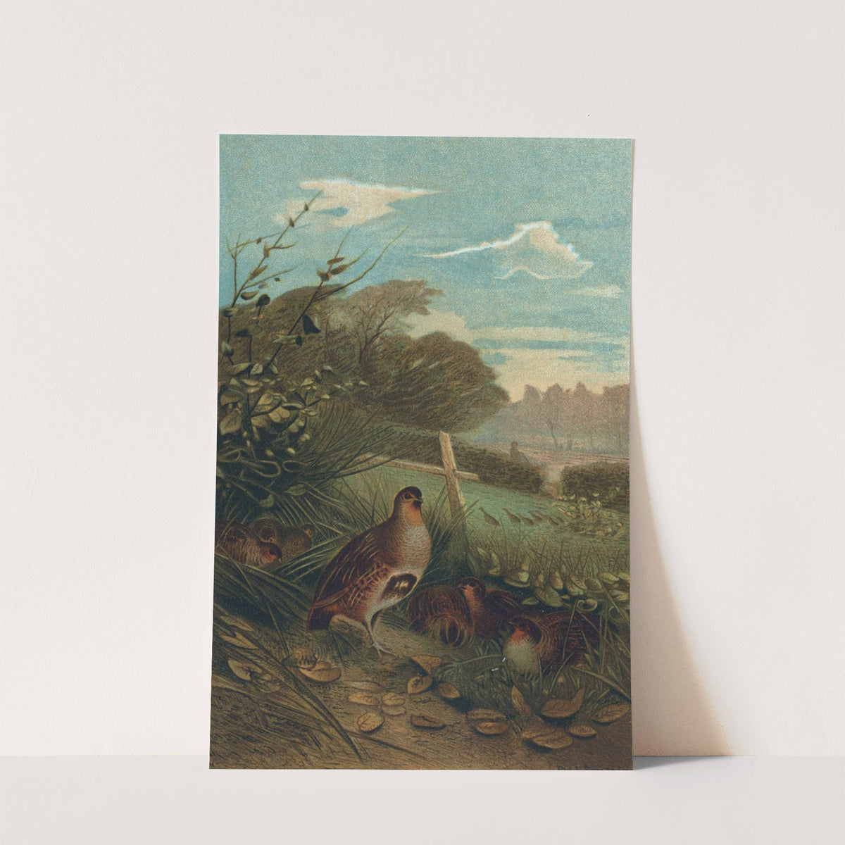 Partridge by John George Wood