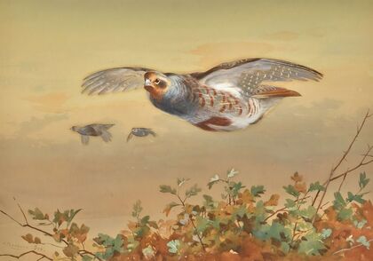 Partridge In Flight (1898)
