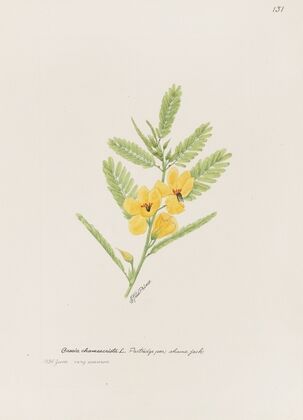 Partridge pea, shame jack