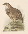 Partridge