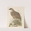 Partridge by Theo van Hoytema
