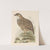 Partridge by Theo van Hoytema
