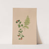 Partridgeberry (Mitchella repens) (ca. 1883) by Mary Vaux Walcott