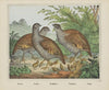 Partridges (1829-1880)